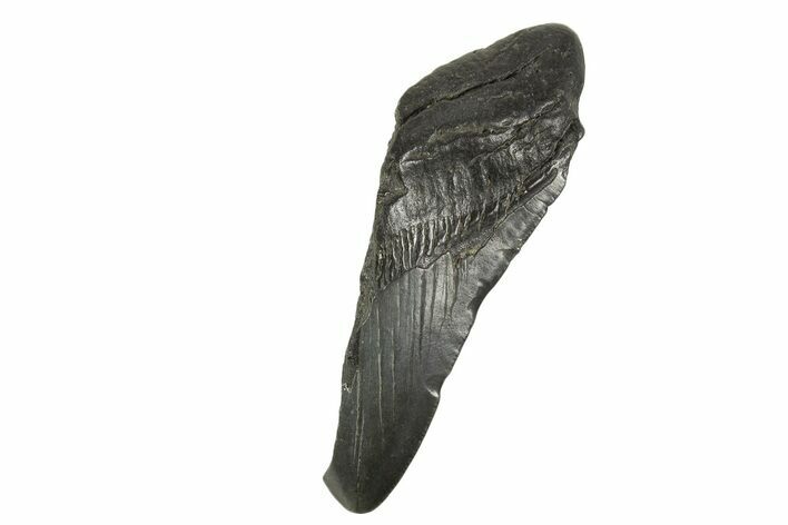 Partial Fossil Megalodon Tooth - South Carolina #332329